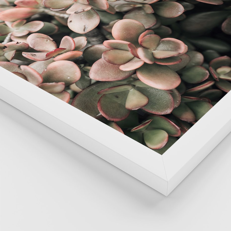 Zestaw obrazy w ramie 30x40 galeria - Rośliny, liście, kaktusy - rama biała