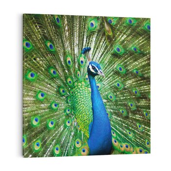 Obraz na płótnie 60x60 - Wspaniałość pawich piór - paw, pióra