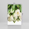 Obraz na płótnie 50x70 - Białe tulipany w pełnym rozkwicie - białe, tulipany