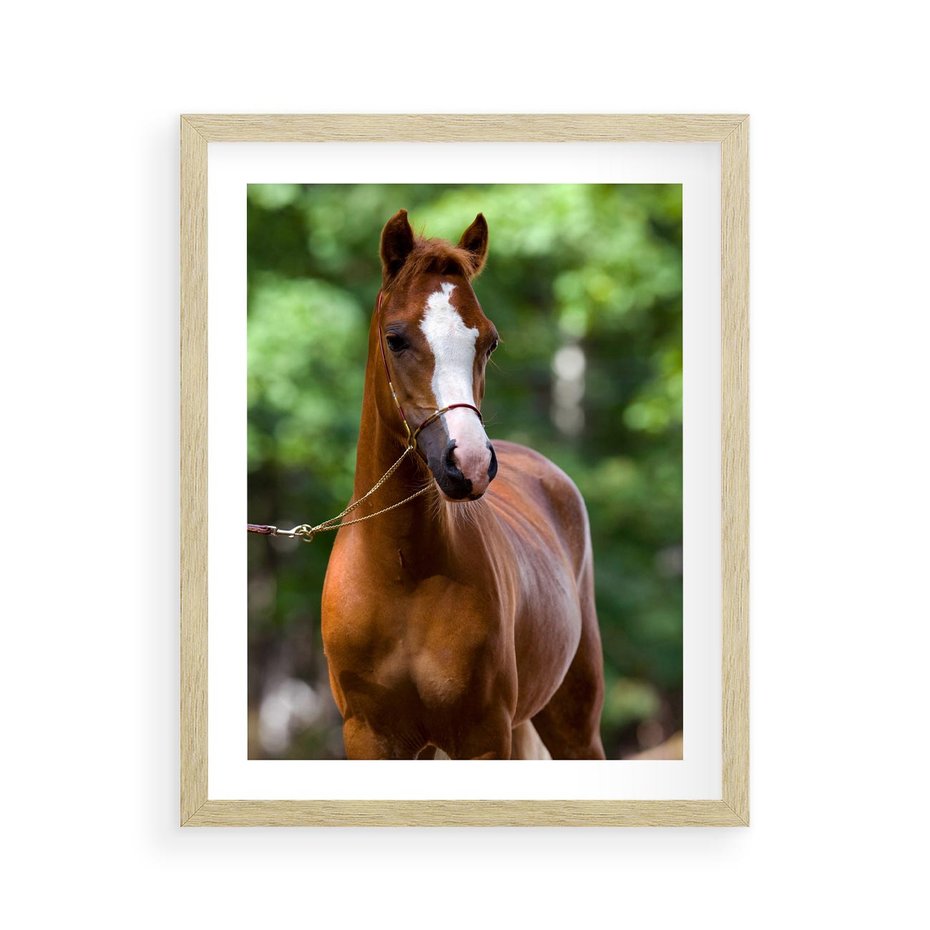 Plakat w ramie 40x50 - Portret Szlachetnego Konia - koń, portret - rama drewno
