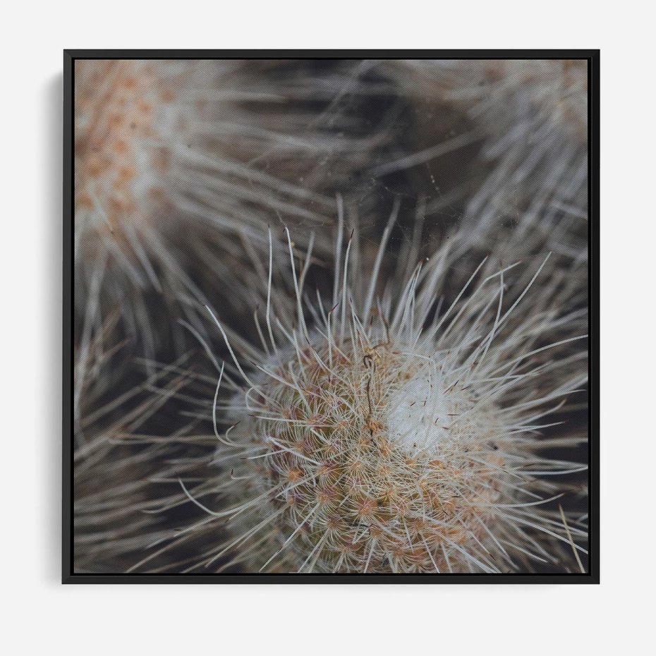 Obraz w ramie 50x50 - Ulotna Piękność Natury - makro, dmuchawce - rama czarna