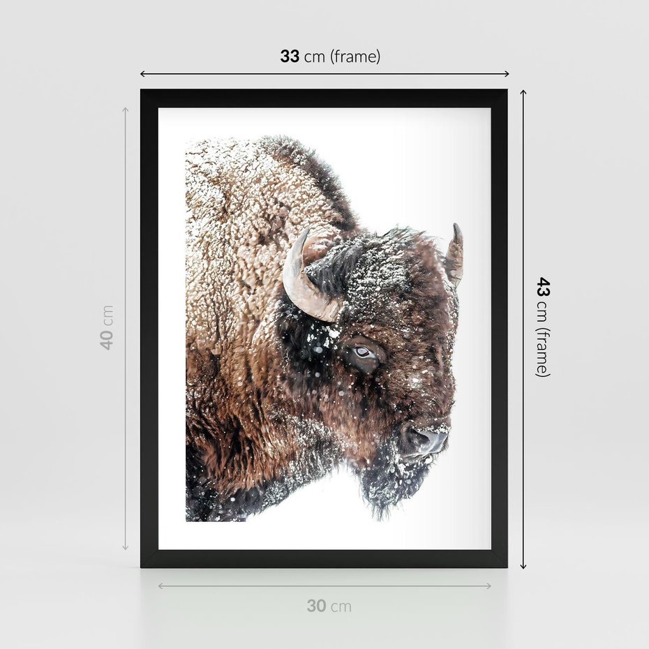 Plakat w ramie 30x40 - Obraz Dzikiej Przyrody w Śnieżnym Otoczeniu - żubr, śnieg - rama czarna