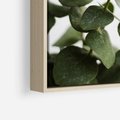 Obraz w ramie 80x80 - Zielone eukaliptusy - eukaliptus, liście - rama drewno