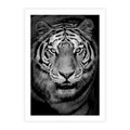 Plakat bez ramy 40x50 - Tygrys Czarno-Biały: Siła i Delikatność - tygrys, czarno