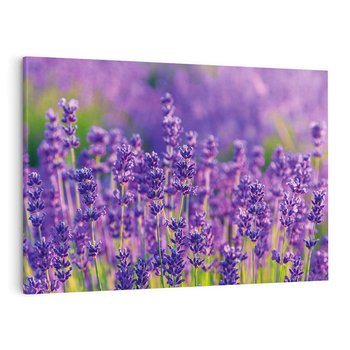 Obraz na płótnie 70x50 - Zaklęta lawenda - lawenda, kwiaty
