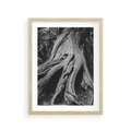 Plakat w ramie 30x40 - Siła Natury - czarno biała fotografia, korzenie wielkiego drzewa - rama drewno
