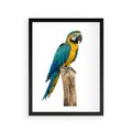 Plakat w ramie 30x40 - Kolorowa papuga w locie - papuga, ptak - rama czarna