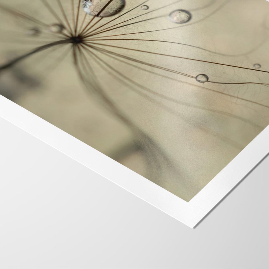 Plakat bez ramy 21x30 - Delikatność dmuchawców - dmuchawce, krople