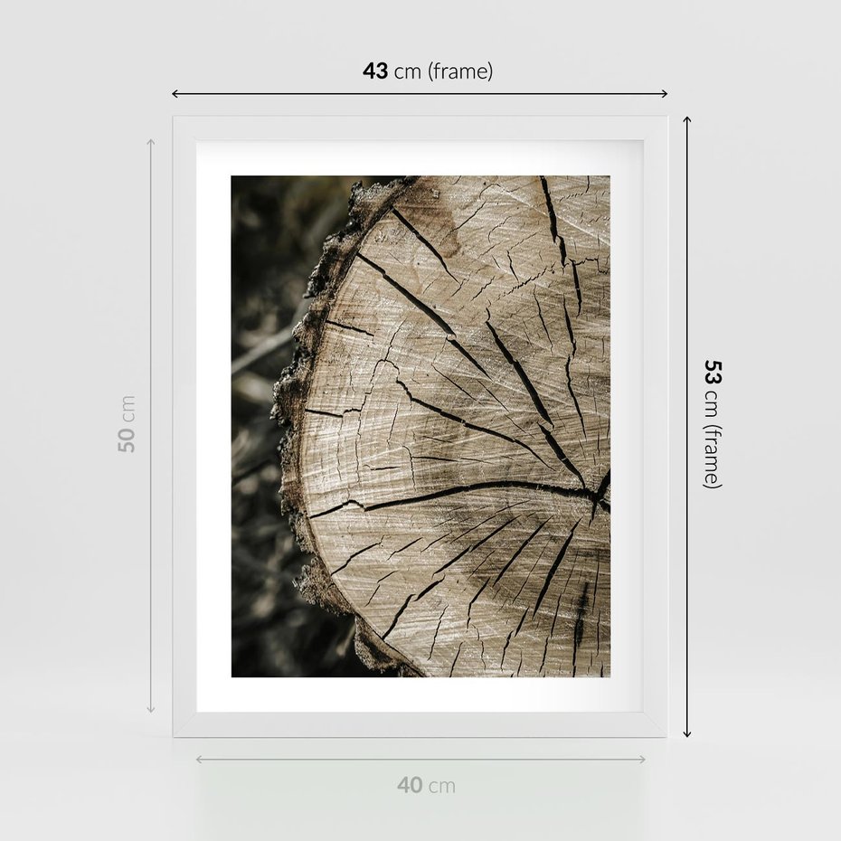 Plakat w ramie 40x50 - Wnętrze Natury - pień, przecięty pień - rama biała