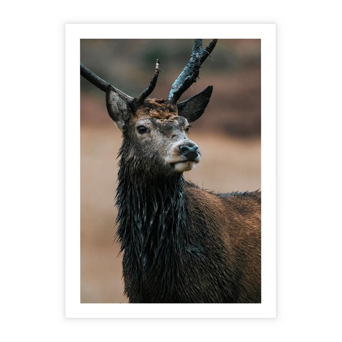 Plakat bez ramy 21x30 - Spokojny jeleń - jeleń, las
