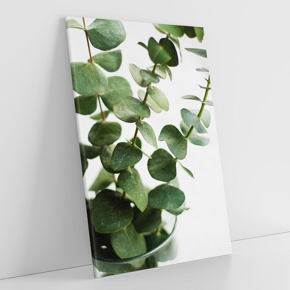 Obraz na płótnie 70x100 - Zielone eukaliptusy - eukaliptus, liście