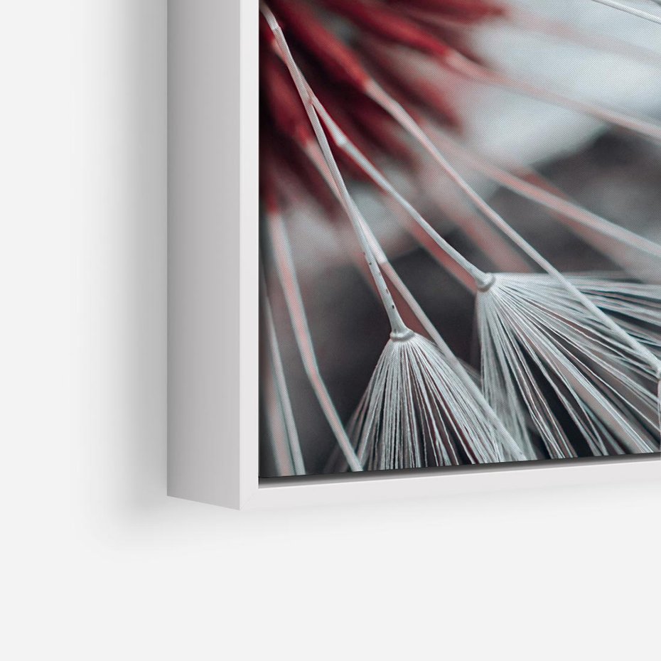 Obraz w ramie 80x80 - Makro świat dmuchawca - dmuchawiec, makro - rama biała