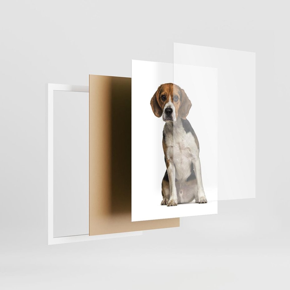 Plakat w ramie 50x70 - Wierność i radość - pies, piesek - rama biała