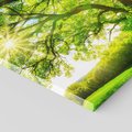 Obraz na płótnie 60x60 - Natura w pełnym rozkwicie - drzewo, niebo