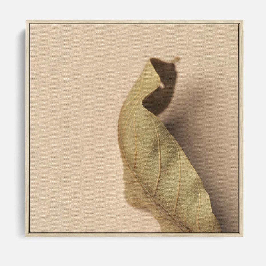 Obraz w ramie 50x50 - Boho suszone liście - suszony, liść - rama drewno