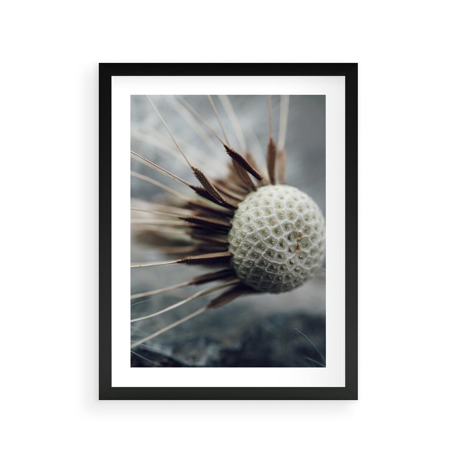 Plakat w ramie 30x40 - Makro Dmuchawiec - dmuchawiec, zbliżenie - rama czarna
