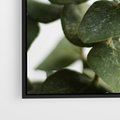 Obraz w ramie 70x50 - Zielone eukaliptusy - eukaliptus, liście - rama czarna