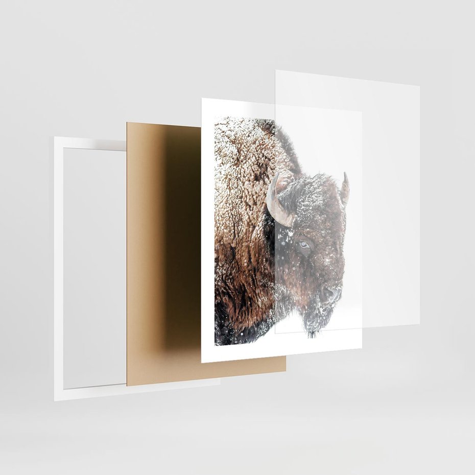 Plakat w ramie 40x50 - Obraz Dzikiej Przyrody w Śnieżnym Otoczeniu - żubr, śnieg - rama biała