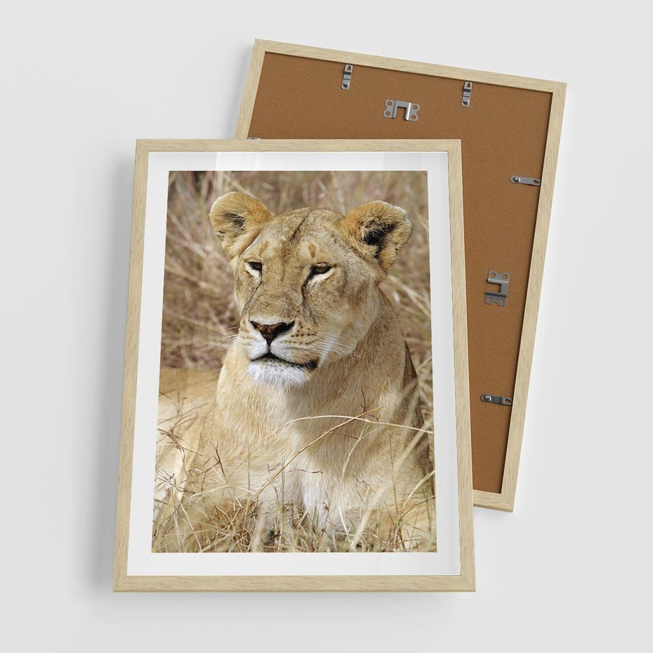 Plakat w ramie 50x70 - Potęga lwów w Afryce - lew, lwica - rama drewno