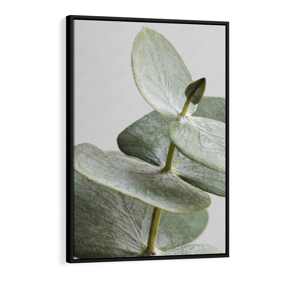 Obraz w ramie 50x70 - Eukaliptusowa zieleń - eukaliptus, zielone - rama czarna