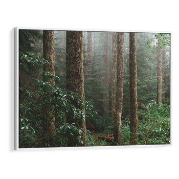 Obraz w ramie 70x50 - Mgliste Marzenia - artystyczna fotografia, las - rama biała