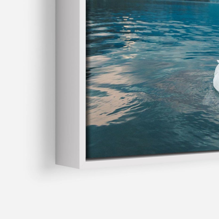 Obraz w ramie 80x80 - Łabędzi Śpiew - fotografia, plakat - rama biała