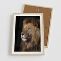 Plakat w ramie 50x70 - Władca Dzikiej Przyrody - lew, król - rama drewno