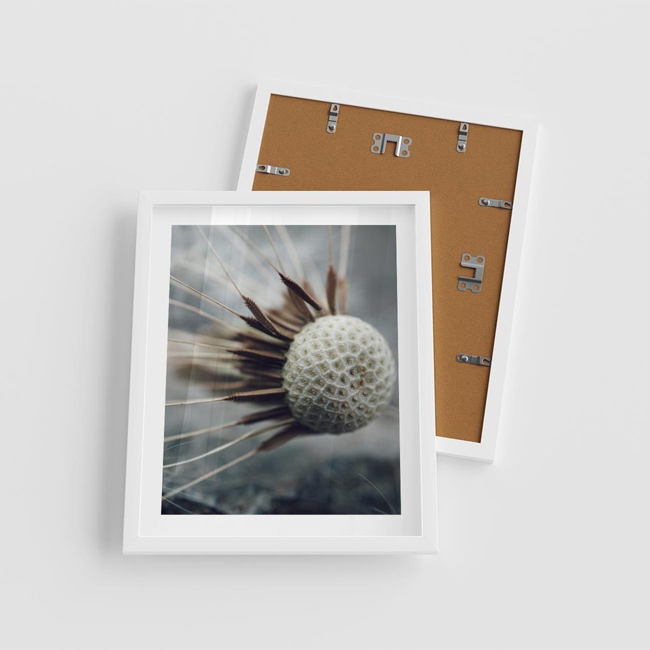 Plakat w ramie 40x50 - Makro Dmuchawiec - dmuchawiec, zbliżenie - rama biała