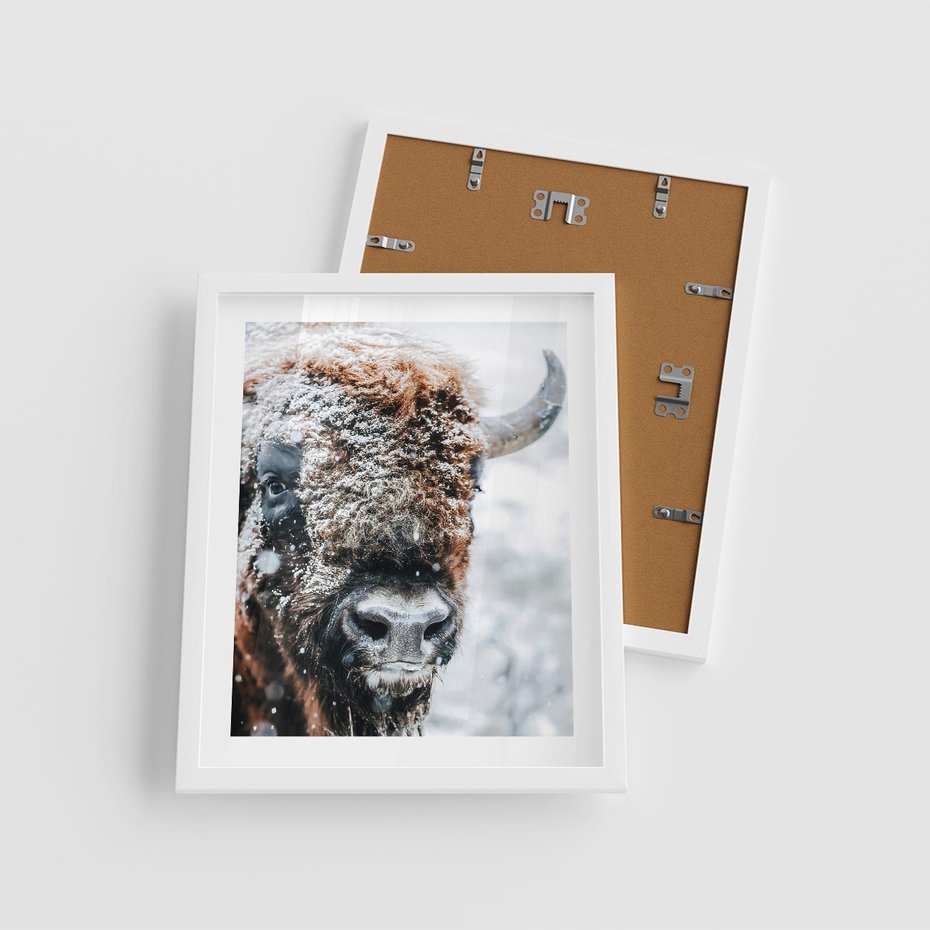 Plakat w ramie 40x50 - Żubr w Krainie Śniegu - żubr, zima - rama biała