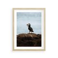 Plakat w ramie 30x40 - Portret Ptaka Morskiego - maskonur, ptak - rama drewno