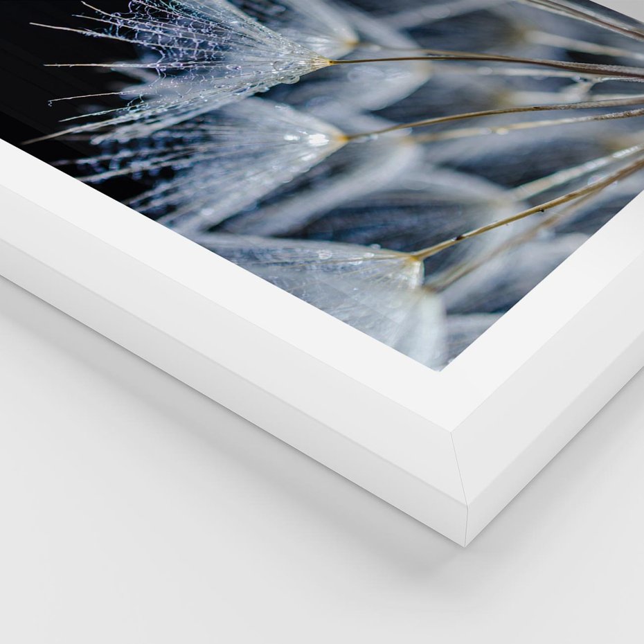 Plakat w ramie 50x70 - Makro piękno dmuchawców - makro, dmuchawce - rama biała