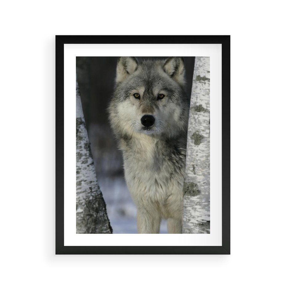 Plakat w ramie 40x50 - Wilk w Zimowym Lesie - wilk, las - rama czarna