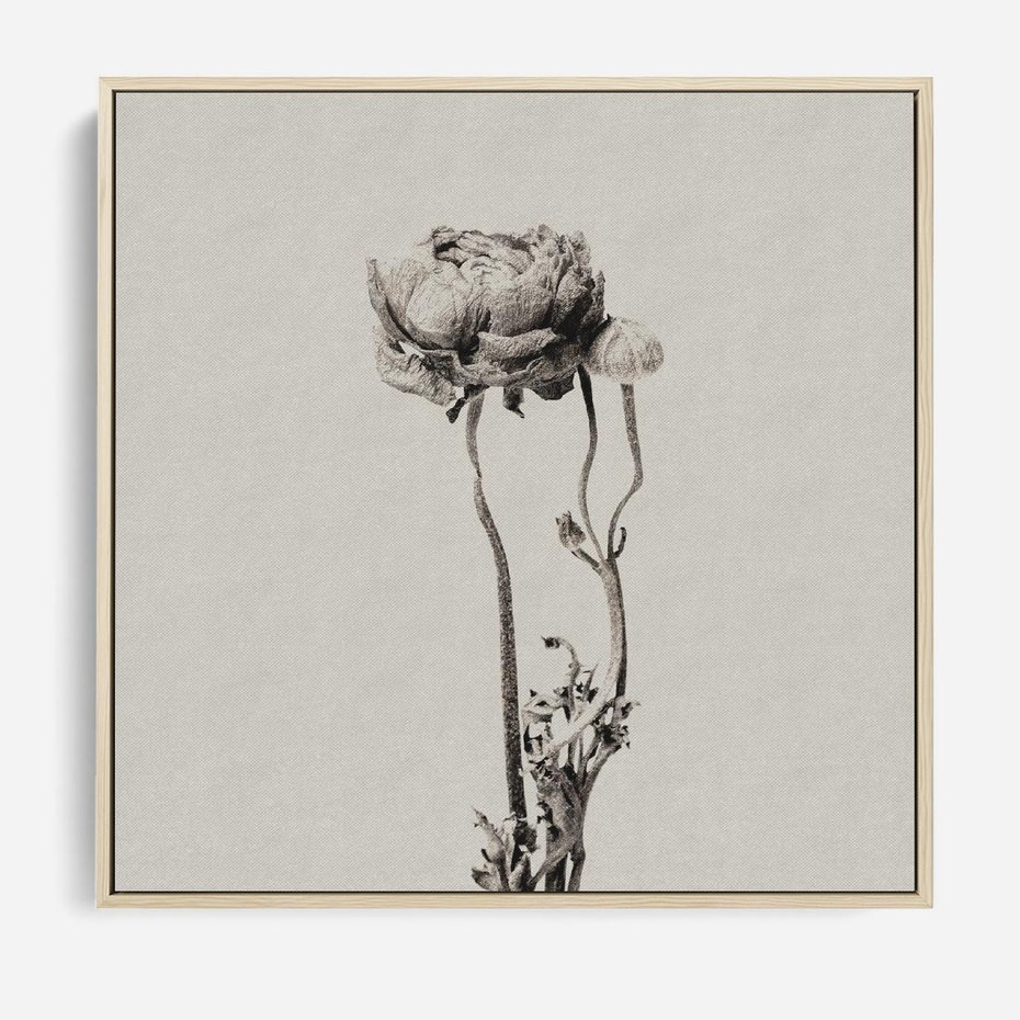 Obraz w ramie 80x80 - Cień Kwiatowej Delikatności - kwiat, cień - rama drewno