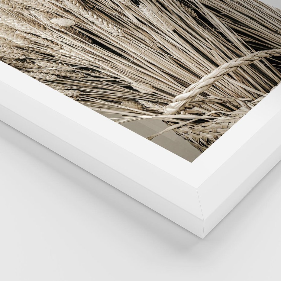 Plakat w ramie 50x70 - Letni Plon - zboże, kłosy zboża - rama biała