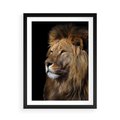 Plakat w ramie 50x70 - Władca Dzikiej Przyrody - lew, król - rama czarna