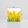 Obraz na płótnie 50x50 - Tulipany - szczyt kwiatowego piękna - tulipany, kwiaty