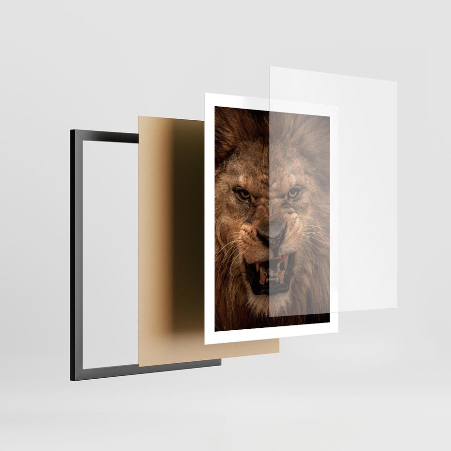 Plakat w ramie 50x70 - Władca Sawanny - lew, sawanna - rama czarna