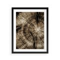 Plakat w ramie 40x50 - Natura Pod Lupą - pień drzewa, przekrój - rama czarna