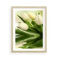 Plakat w ramie 50x70 - Białe Piękno - białe, tulipany - rama drewno
