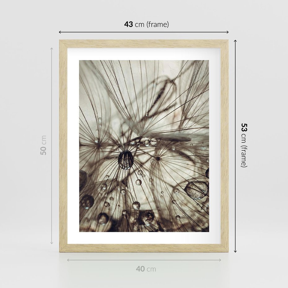 Plakat w ramie 40x50 - Lekkie dmuchawce - dmuchawce, krople - rama drewno