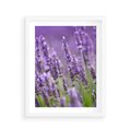 Plakat w ramie 40x50 - Urok lawendy - lawenda, kwiaty - rama biała