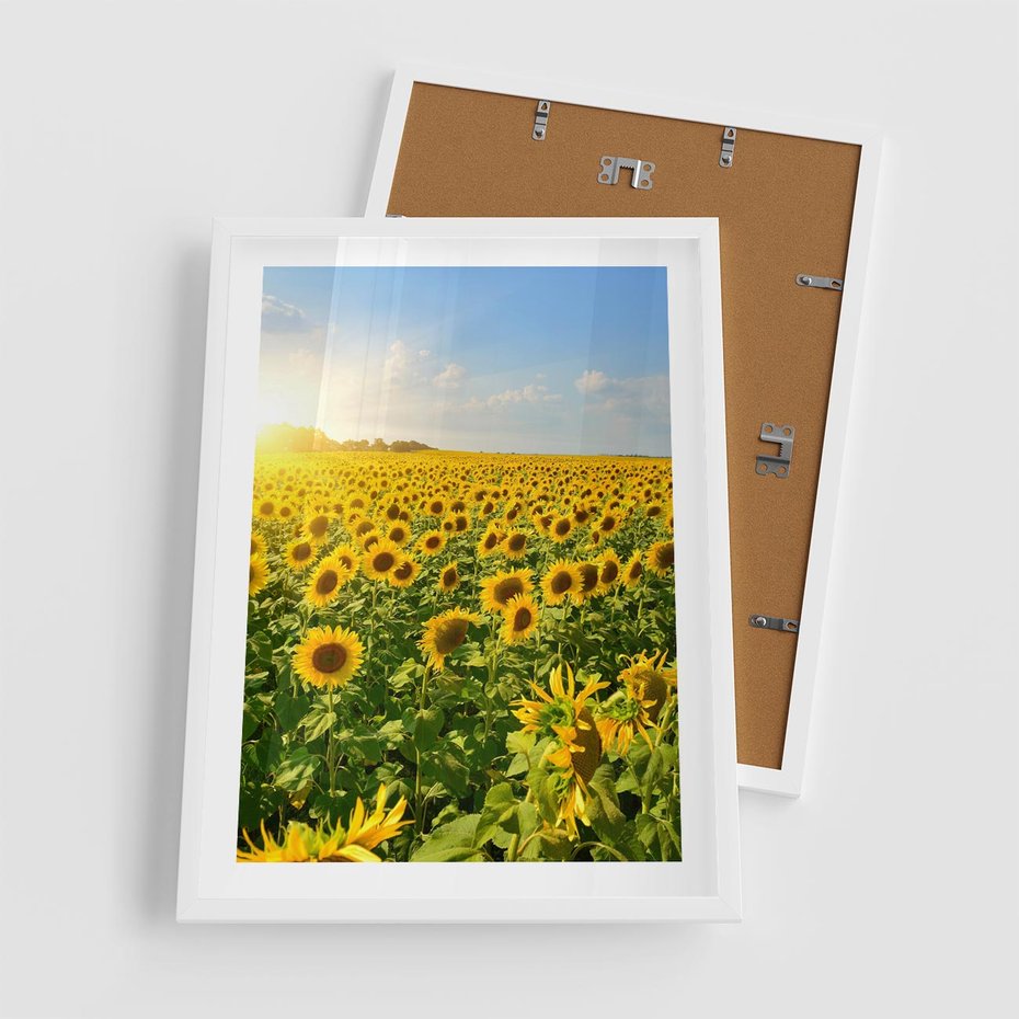 Plakat w ramie 50x70 - Idylla na łące słoneczników - łąka, słoneczniki - rama biała