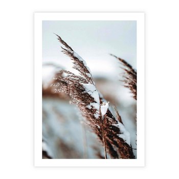 Plakat bez ramy 30x40 - Zima na Suchych Trawach - suche trawy, śnieg wysokich na trawach