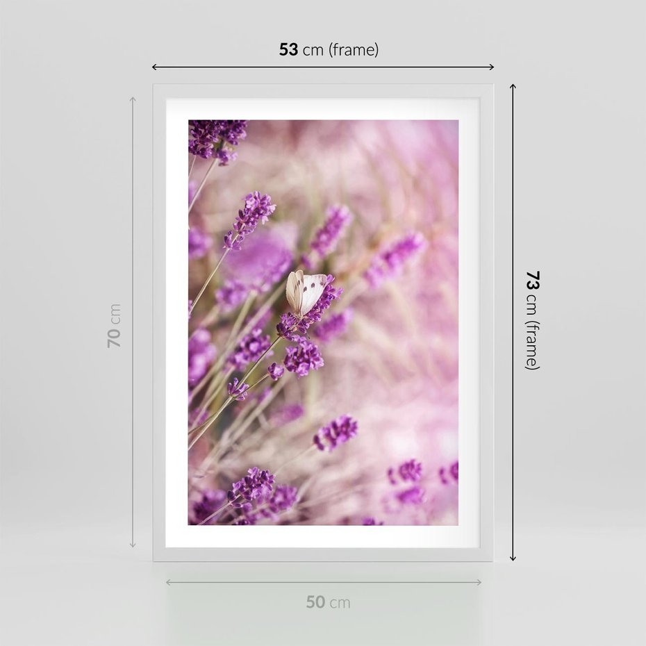 Plakat w ramie 50x70 - Majestat lawendy: fioletowe pola - lawenda, fiolet - rama biała