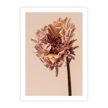 Plakat bez ramy 40x50 - Delikatne piękno - suche, kwiaty