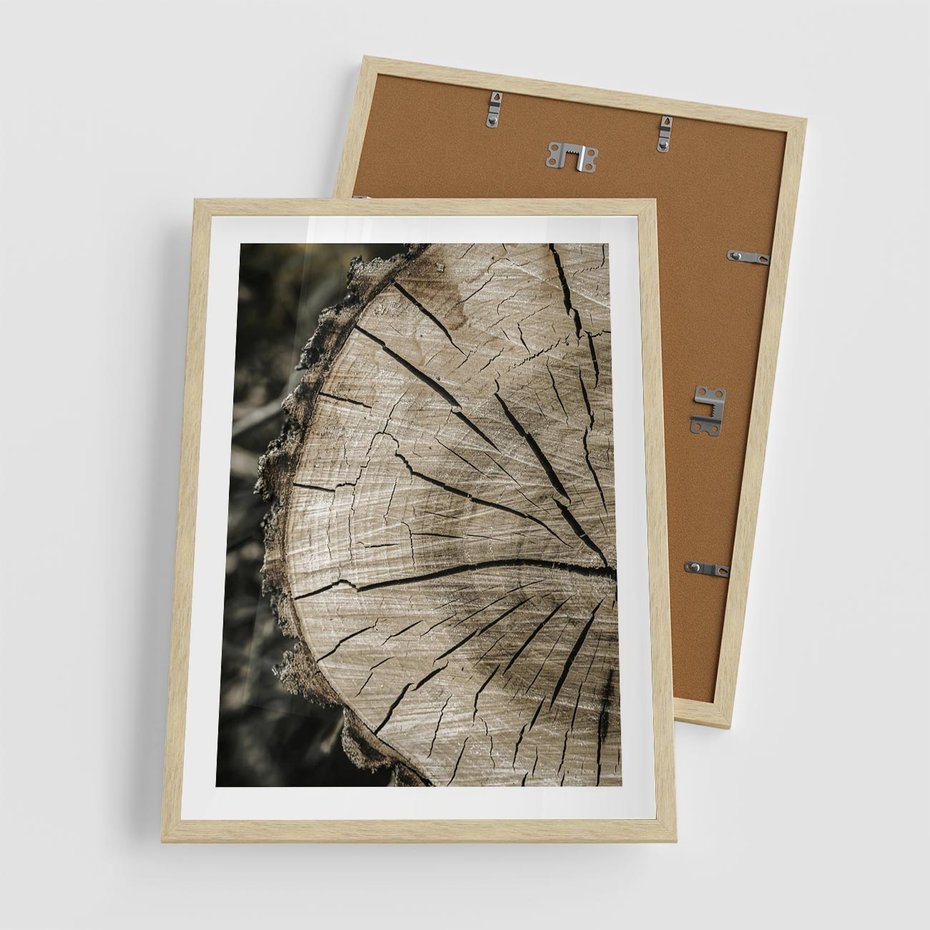 Plakat w ramie 50x70 - Wnętrze Natury - pień, przecięty pień - rama drewno