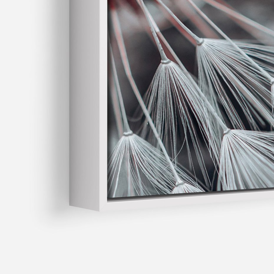 Obraz w ramie 50x70 - Makro świat dmuchawca - dmuchawiec, makro - rama biała