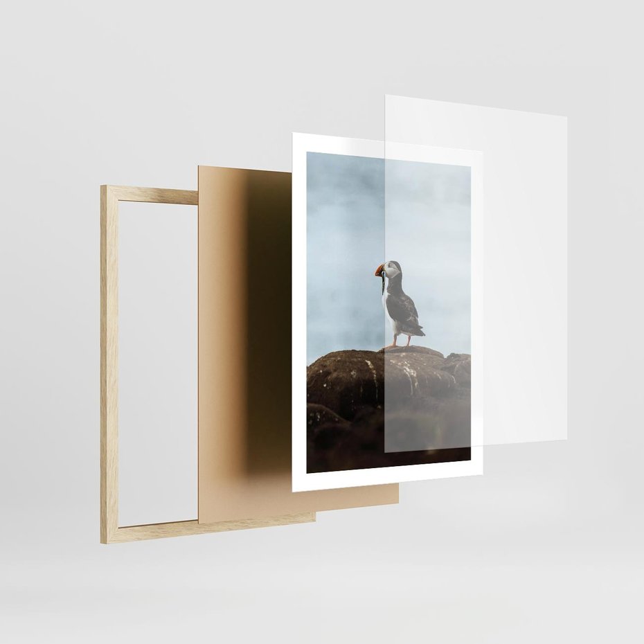 Plakat w ramie 50x70 - Portret Ptaka Morskiego - maskonur, ptak - rama drewno