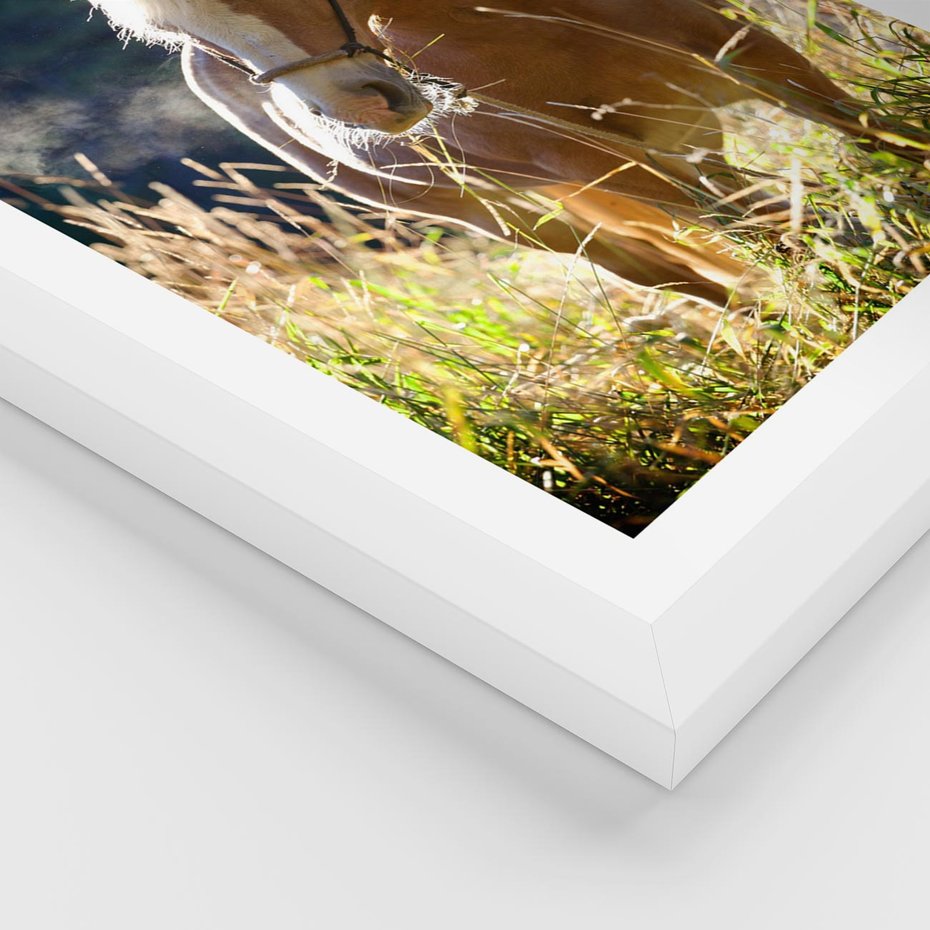 Plakat w ramie 30x40 - Spotkanie konia na łące - koń, łąka - rama biała