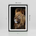Plakat w ramie 50x70 - Władca Dzikiej Przyrody - lew, król - rama czarna